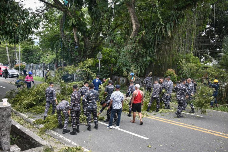 80 Pohon Rawan Tumbang Dipangkas di Jl. Piere Tendean Ambon, TNI AL Turun Tangan: “Ini Demi Keselamatan Warga”