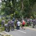 80 Pohon Rawan Tumbang Dipangkas di Jl. Piere Tendean Ambon, TNI AL Turun Tangan: “Ini Demi Keselamatan Warga”