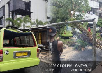 Cuaca Ekstrem Sebabkan Pohon Tumbang di Ambon, Mobil Angkot Ringsek