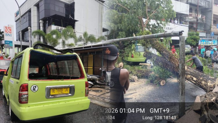 Cuaca Ekstrem Sebabkan Pohon Tumbang di Ambon, Mobil Angkot Ringsek
