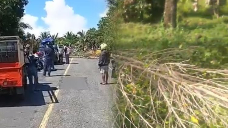 Tanaman Cengkih Ditebang OTK, Warga Seriholo Blokir Jalan