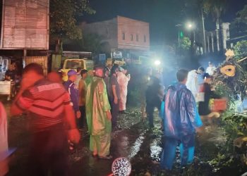 Pohon Tumbang Timpa Kenderaan di Ambon, 3 Orang Terluka