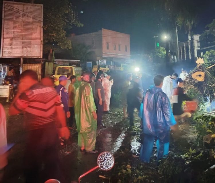 Pohon Tumbang Timpa Kenderaan di Ambon, 3 Orang Terluka