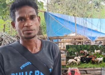 Jelang Idul Adha, Penjualan Kambing Kurban di Ambon Mulai Ramai