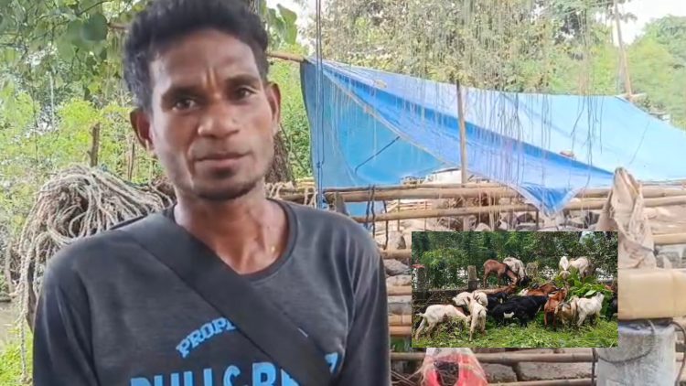 Jelang Idul Adha, Penjualan Kambing Kurban di Ambon Mulai Ramai